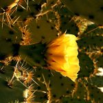 prickly-pear-flower-1534420