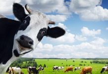 Телесен vs духовен пост