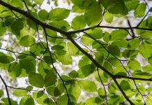 Покриј го гревот на ближниот