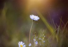 Две способности