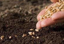 Дванаесет параболи изговорени од Христос за Царството Небесно