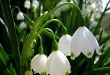 Стравот Божји е син на верата