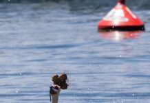 Водици во Перт